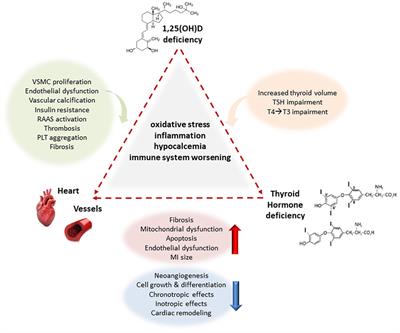 Vitamin D, Thyroid Hormones and Cardiovascular Risk: Exploring the Components of This Novel Disease Triangle